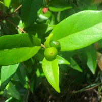 Coffea travancorensis Wight & Arn.
